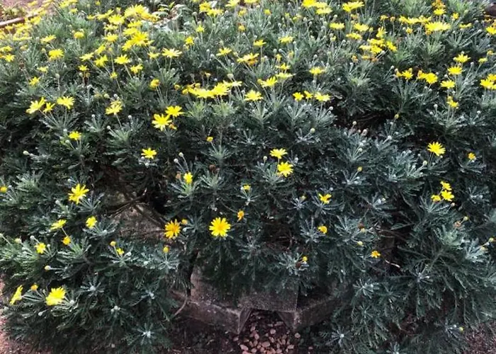 度假居 Villino Il Limone